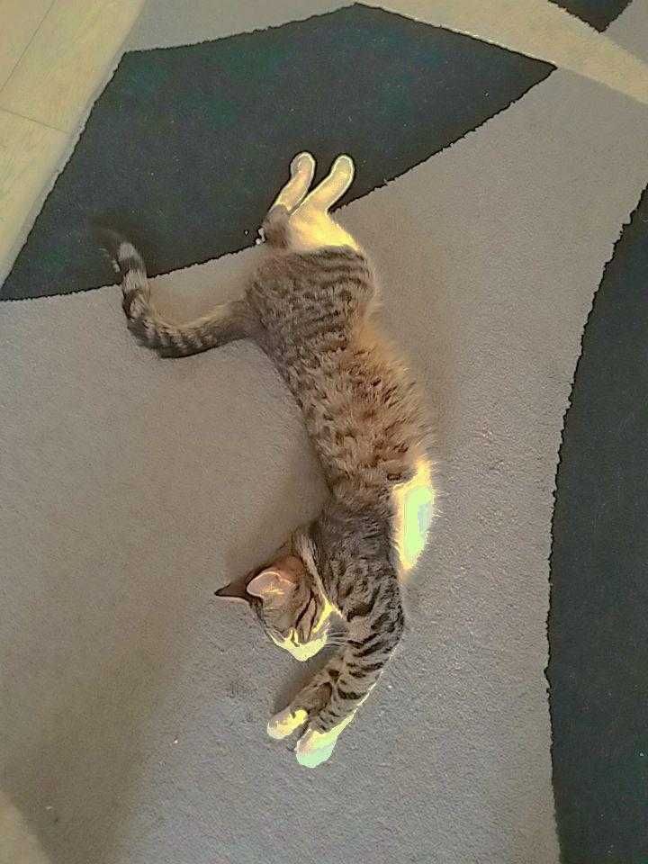 Кот в хорошие руки