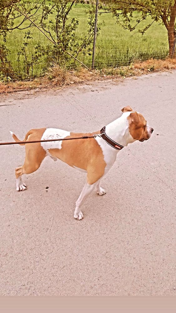 Caine mascul Amstaff