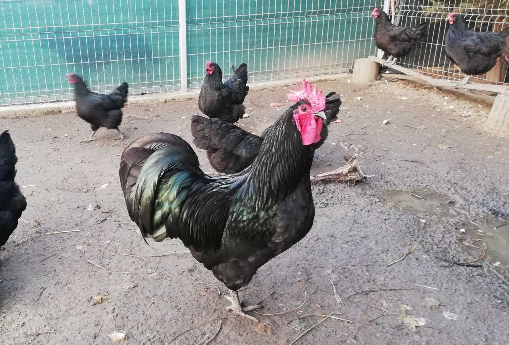 Vând oua găini pentru incubat din rasa Australorp negru