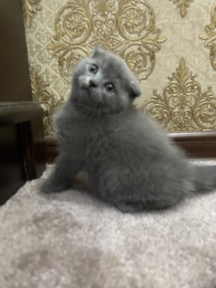 шкотс фолд шотланский