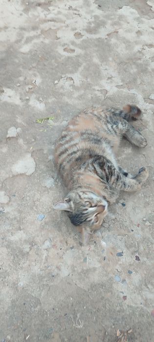 Отдам кошку в хорошую руку