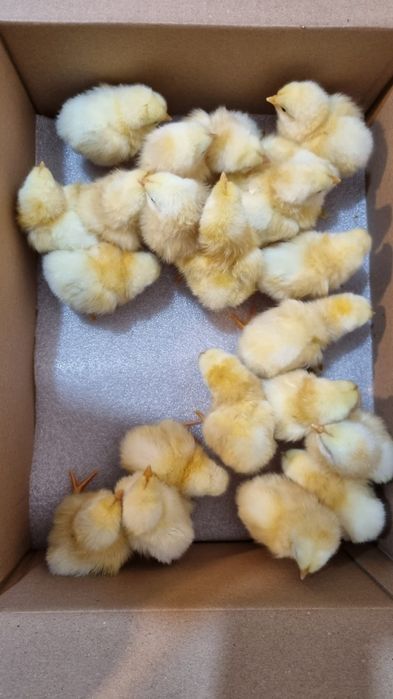 Pui Brahma, Cochinchina  Sussex