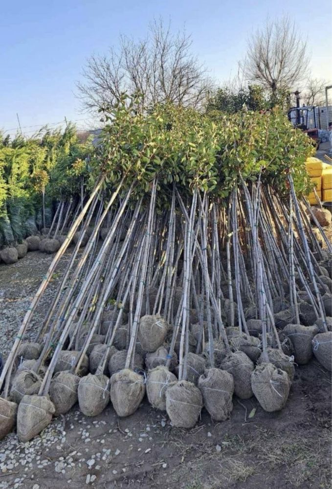 Vindem plante ornamentale Tuia si alte specii. CALITATE GARANTATA