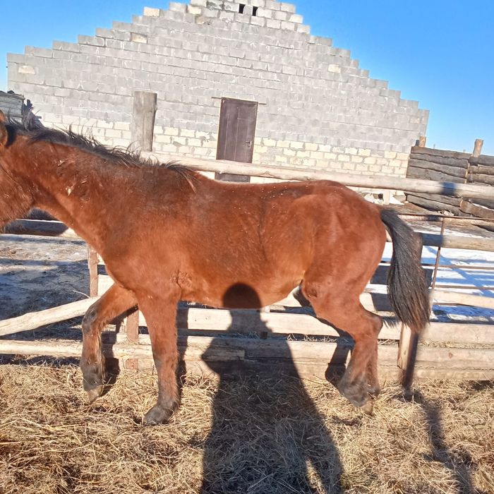 Продам полтарашка