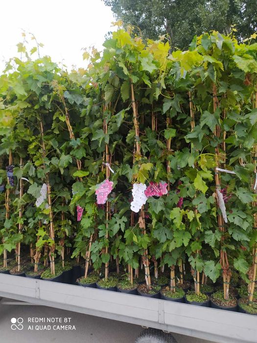 Vita de vie de masa sau de vin Butasi anul 2 calitate I