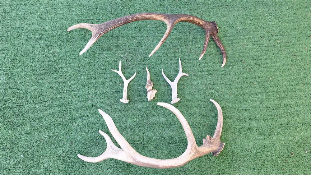 Рога-еленски и от сръндак