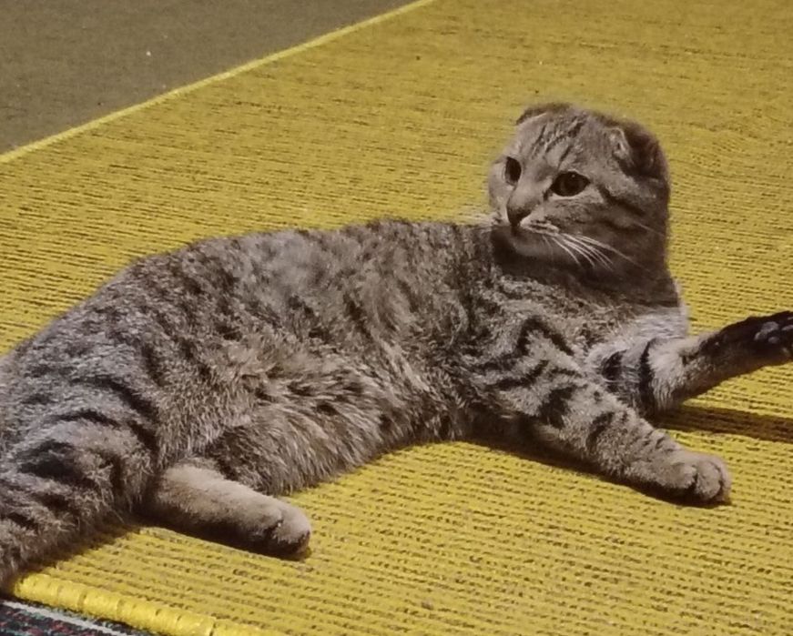 Кошка породистая веслоушка