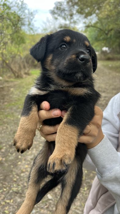 СПЕШНО! Търсят се домове за бебета кученца!