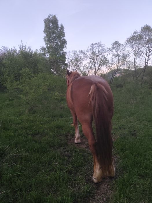 Vând mânză de 3 ani