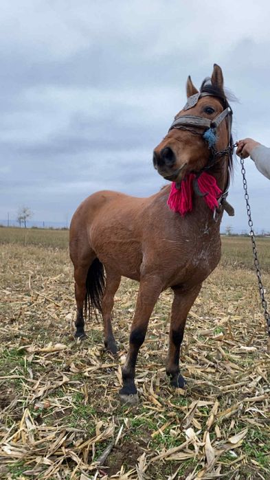 De vânzare mânzat de 1 an jumate