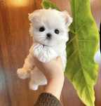 Bichon Maltez Mini Toy