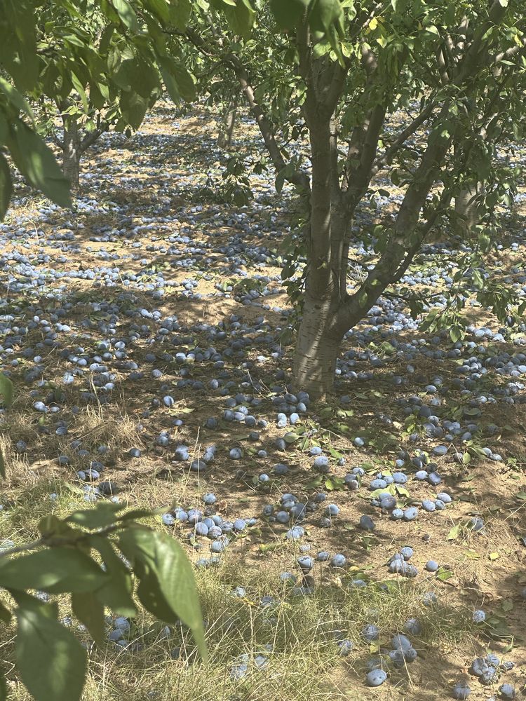 De vanzare prune de palinca sunt astazi in zona la dumneavoastra