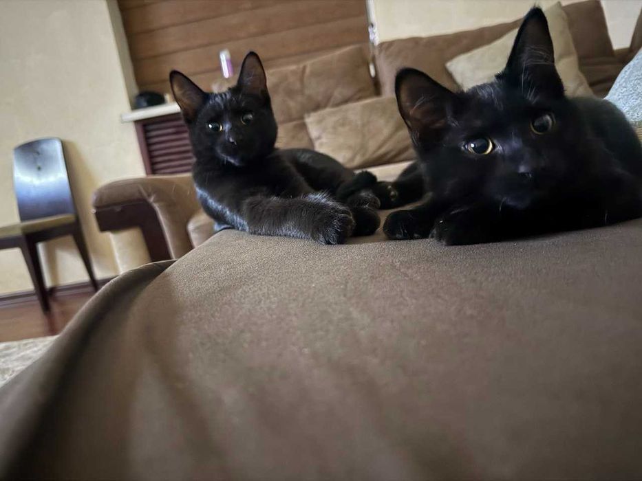 Котята, 2 месяца, бесплатно, Ташкент