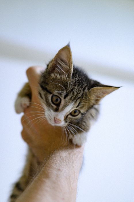 Котёнок в добрые руки!