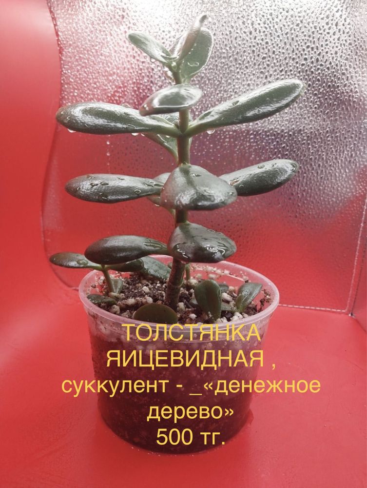 ЗЕНЗИ замиокулькас, сорт; САНСЕВЕРИЯ;комнатные растения в новом кашпо