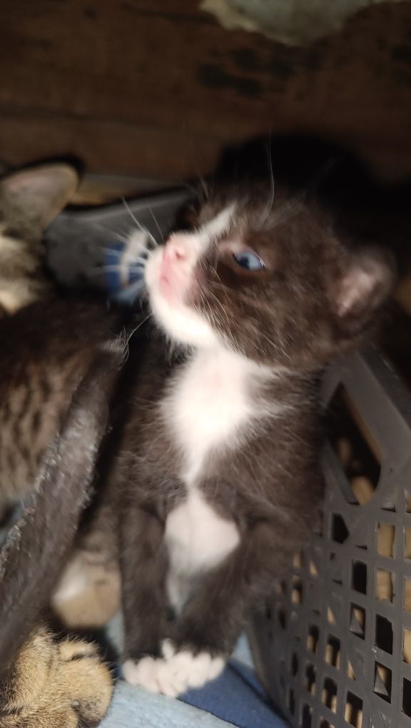 Отдам котят бесплатно