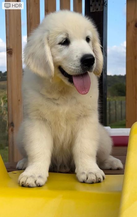 Pui Golden Retriver cu Pedigree