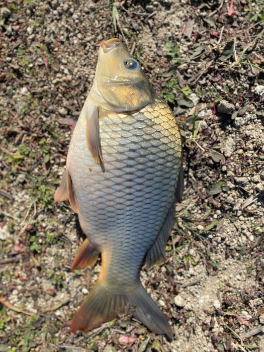 Продавам едър шаран