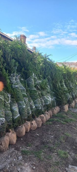 Leylandii 2.5m- 3m calitate premium la cel mai mic preț