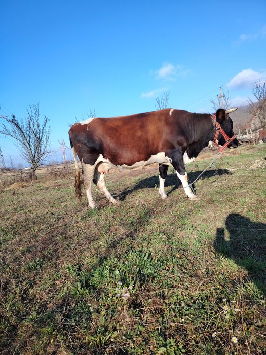 Vând vacă gestantă
