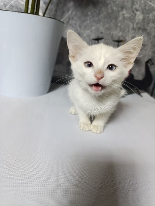 Котенок продаётся