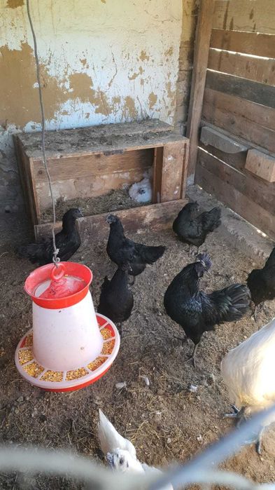Vând găini ayam cemani