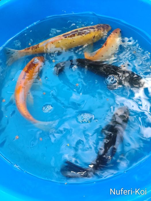 Lin ornamental si normal,crapi koi, sturioni, carasi sarasa