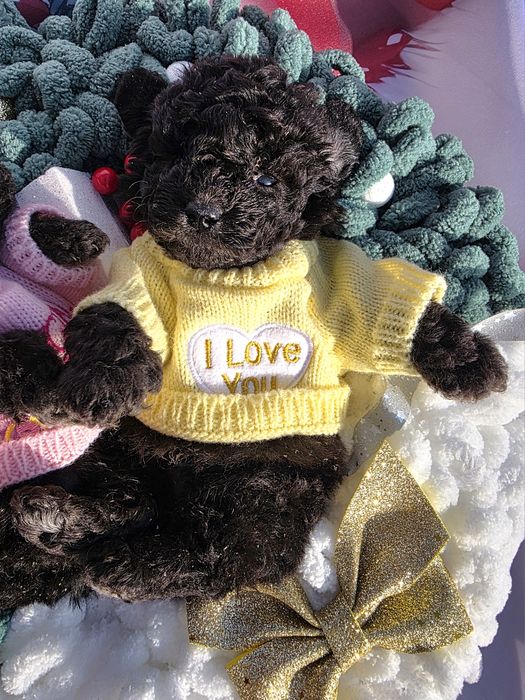 Пудел той сиви с документ за произход