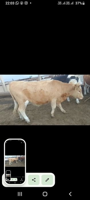 Продам телочек и бычков на мясо