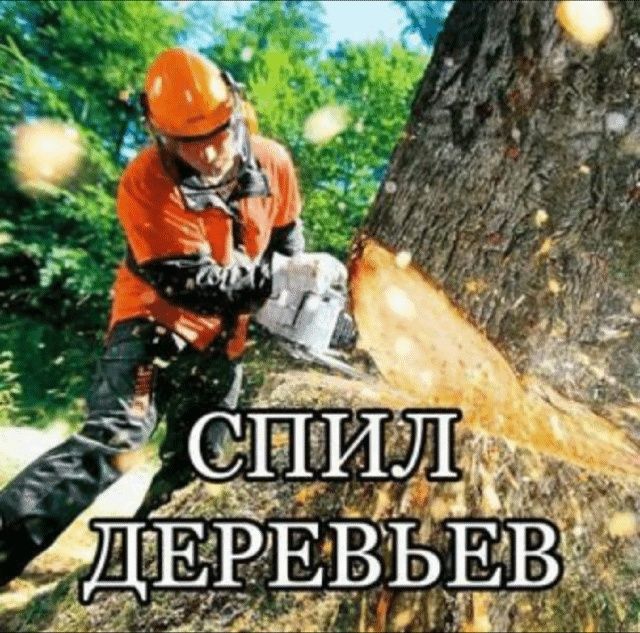 Профессиональная посадка-пересадка деревьев Лечение деревьев спил дере
