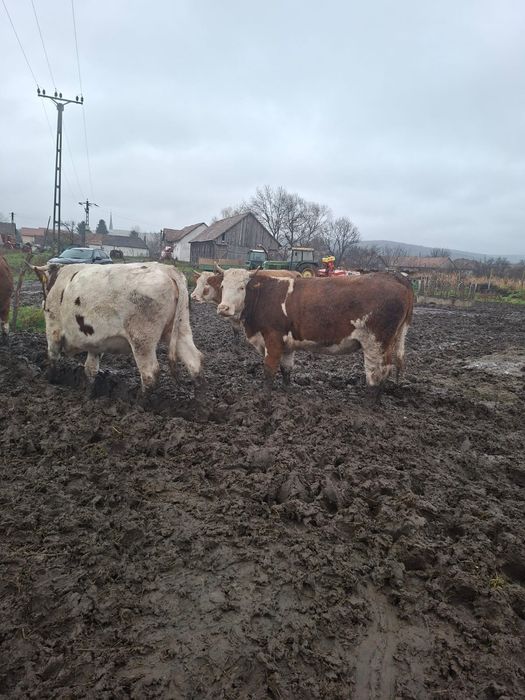 VACI /JUNINCI de vânzare