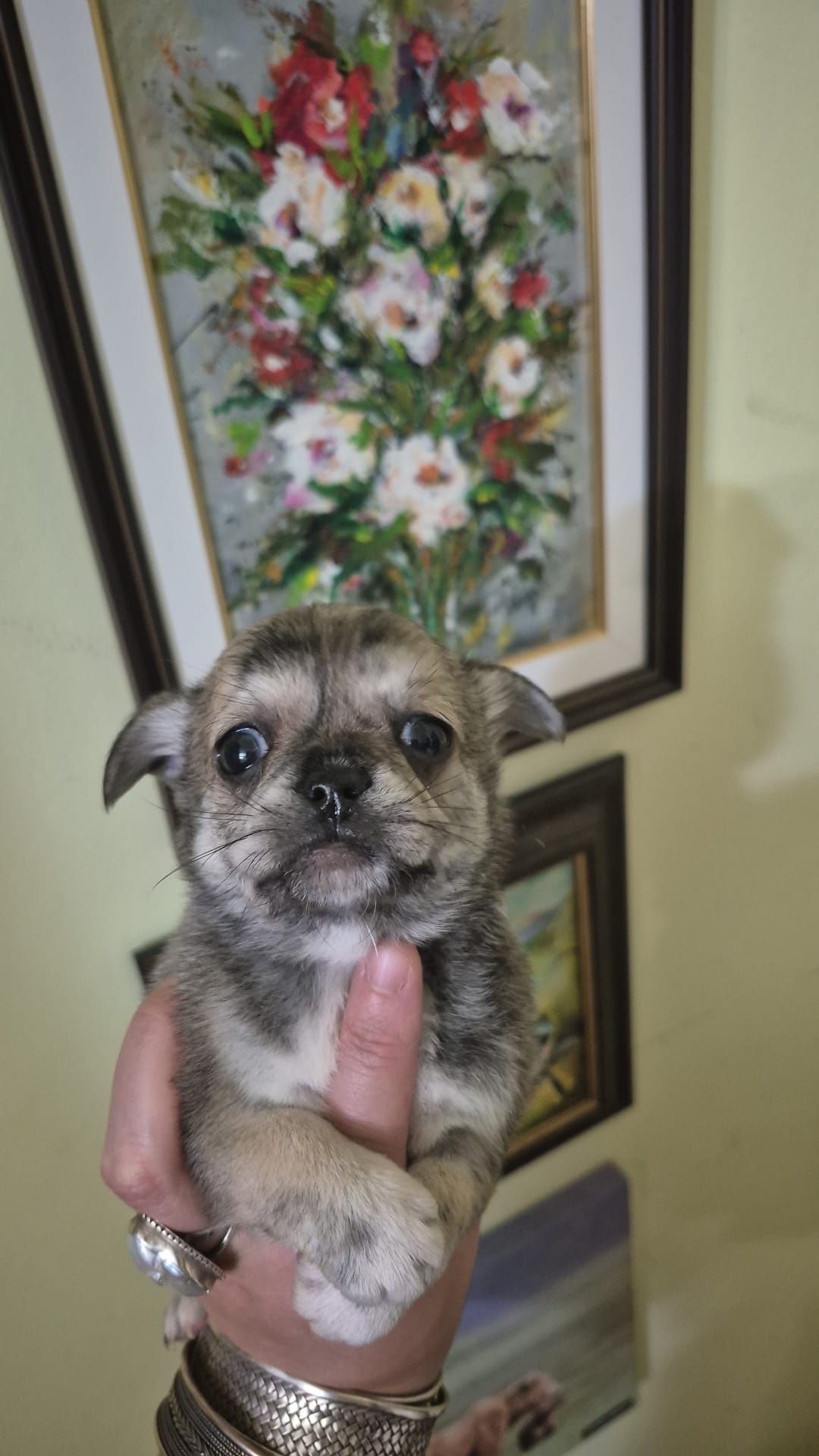 Chihuahua par scurt baietel
