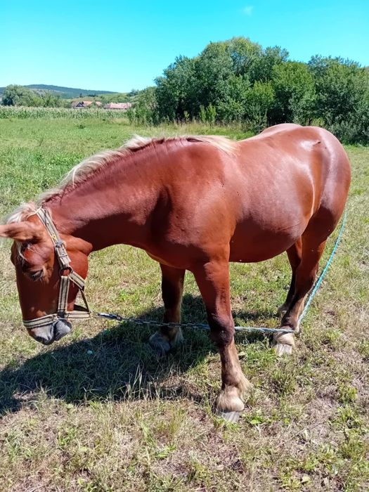 vând mânz mai multe detalii la telefon