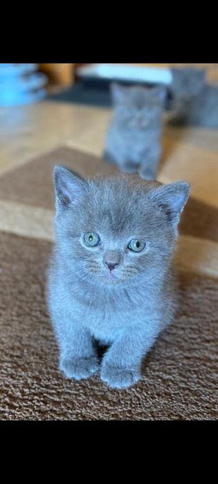 Motănel british shorthair