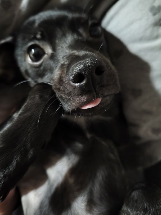 Отдам собаку той терьер