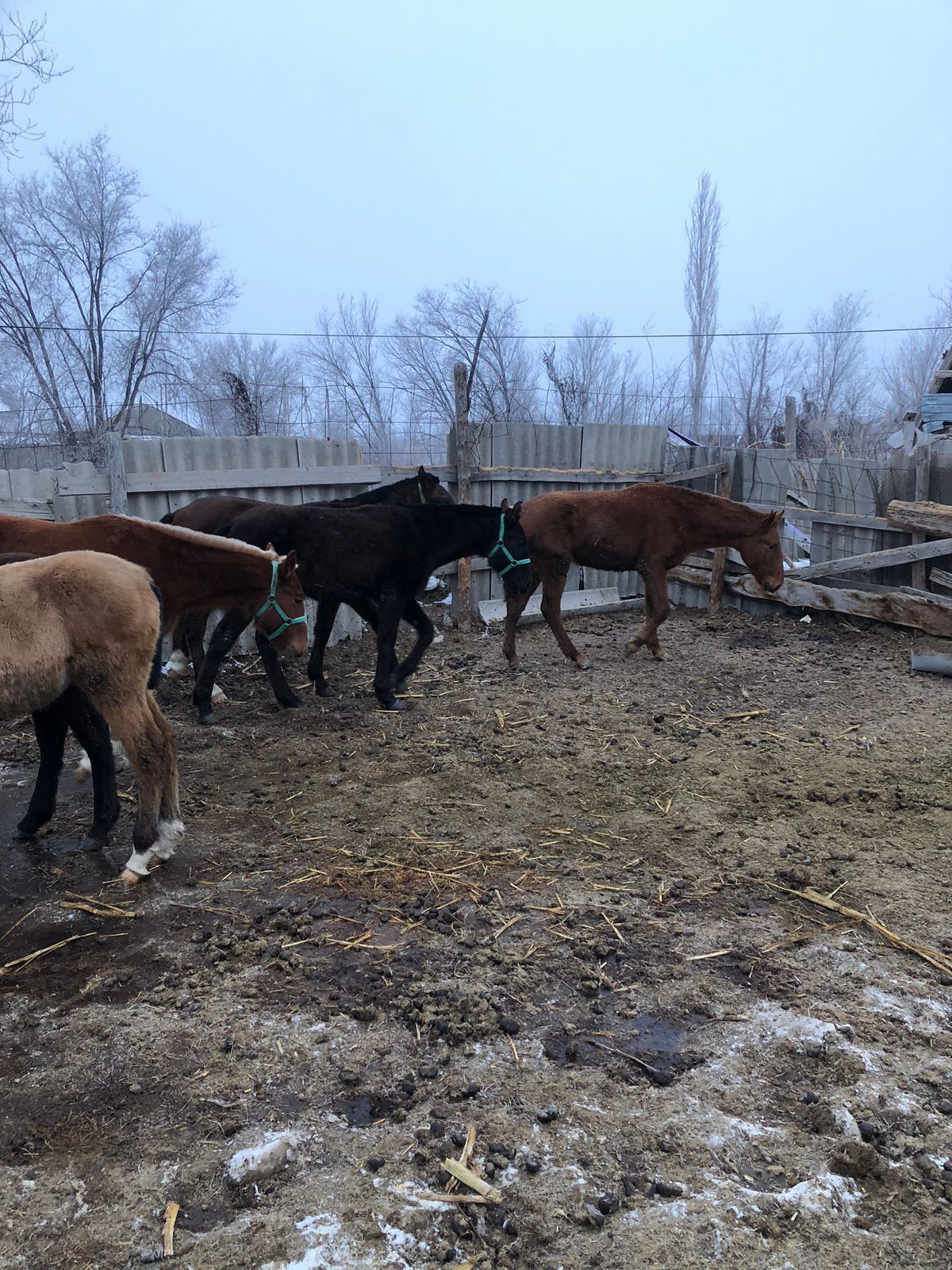 Жеребята на продажу