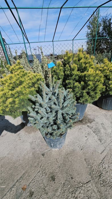 Галубая ел. Ёлка