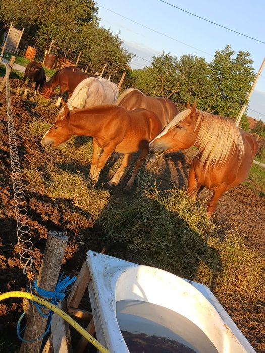 Mânzâ de 6 luni de vănzare cuminte eu lam crescut