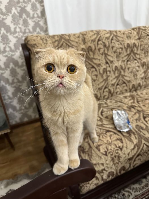 Кошка скотиш фолд