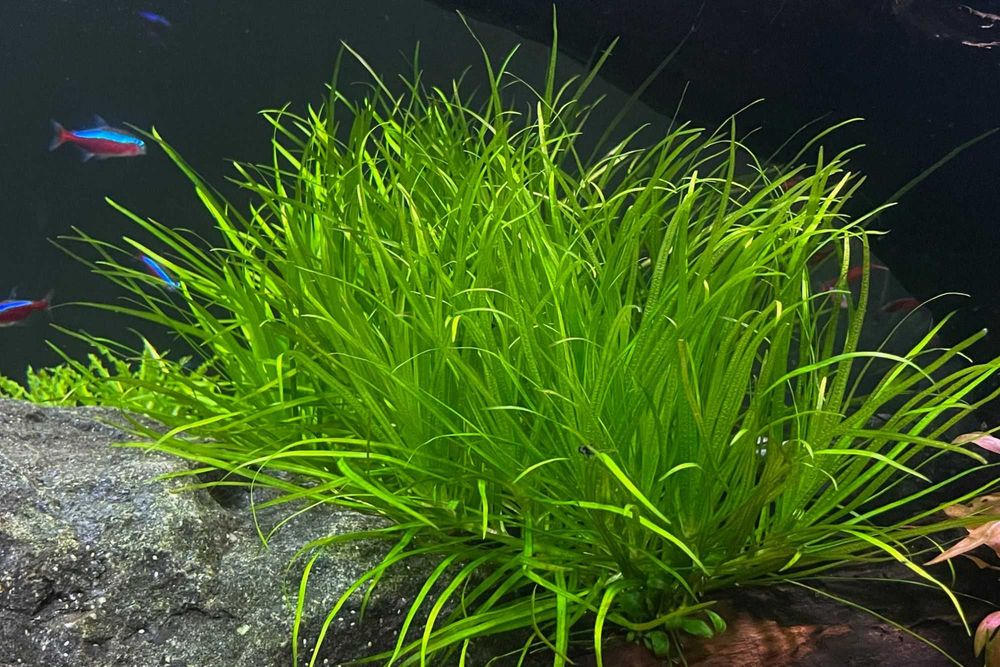 Plante naturale pentru acvariu