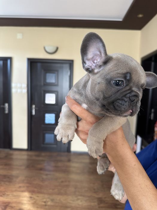 Френски булдог Blue Fawn