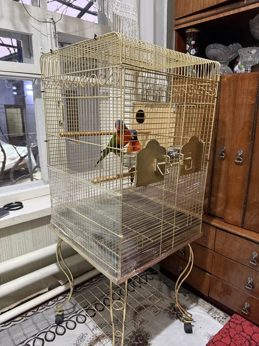 Продается пара попугаев лорикет