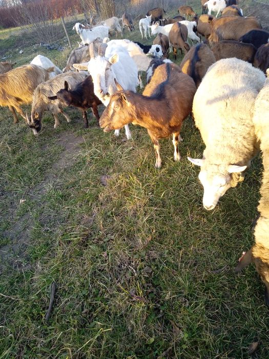 Oaie texel.oi tigăi și capre disponibile
