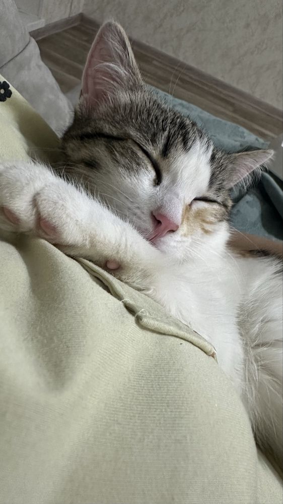 Продаётся котятт
