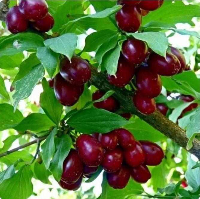 Arbusti Fructiferi (CORN )