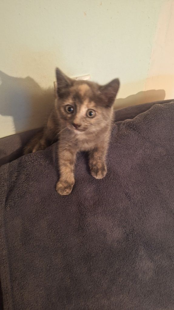Котенок одам даром