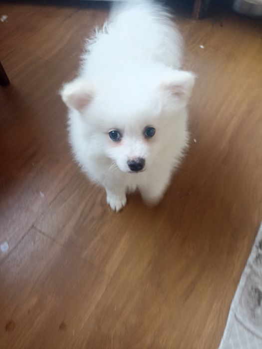 Продава се. Пумеран на 3 месеца ваксиниран 500 лв за сериозни може ком