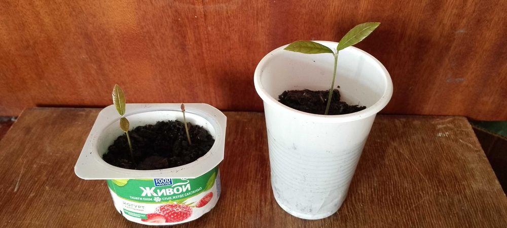 Экзотическое растение Синсепалум.