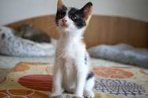 Pui de pisica,pisicuti de adoptie, puiuti de pisica pentru adoptie