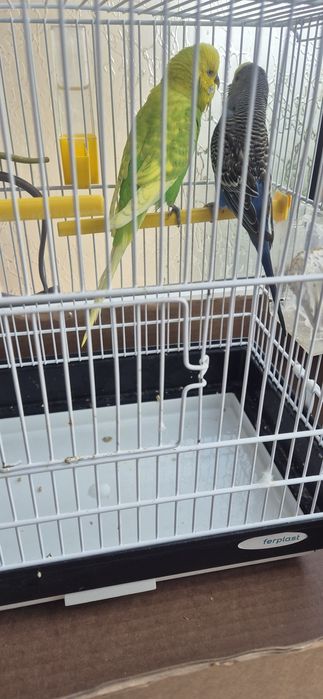 Vând peruși, mascul si femela